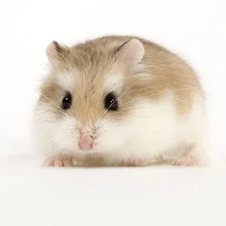 Хомяки