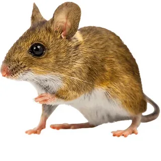 Полевки